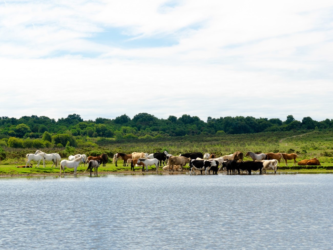 iStock-519434364 - horses, cows.jpg