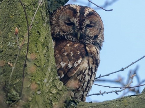 Tawny Owl