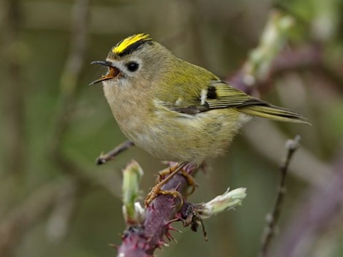 Goldcrest