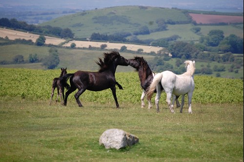 Dartmoor