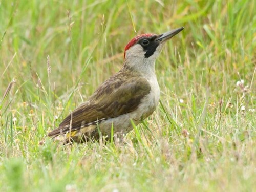 Woodpecker