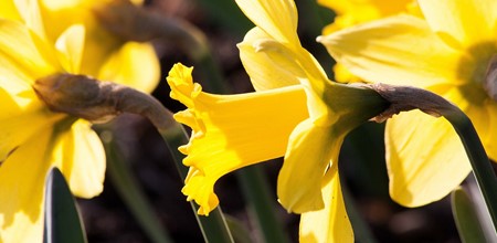Explore Wales this St David's Day