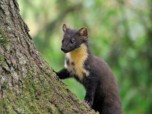 Pine Marten