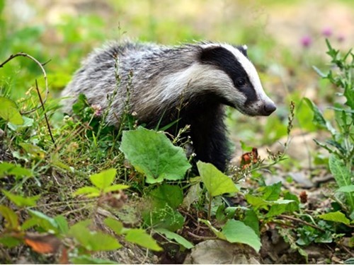 Badger